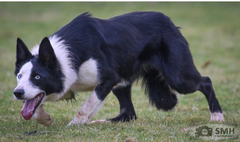 Previous H&H online sheepdog sales achieved top prices of £19,800 and £18,600