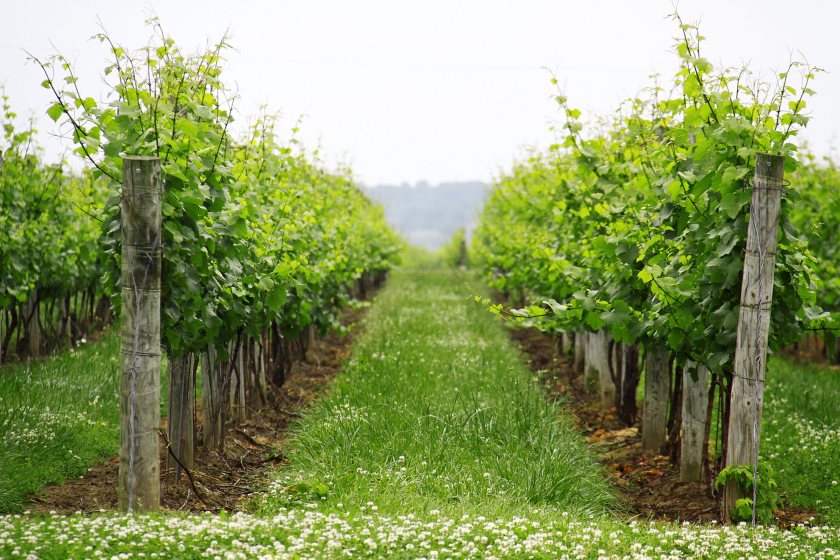 The UK now has more than 1,100 vineyards, with sparkling wine sales rising sharply in recent years