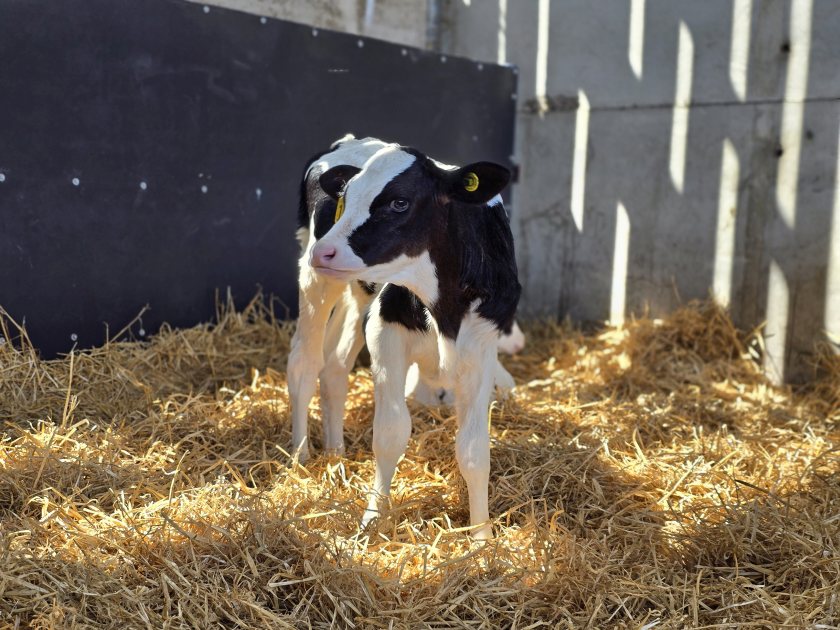  (Photo: MSD Animal Health)