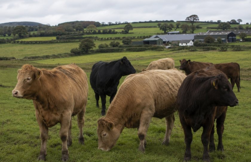 Farm leaders fear additional Brazilian beef imports could place downward pressure on prices paid to domestic producers