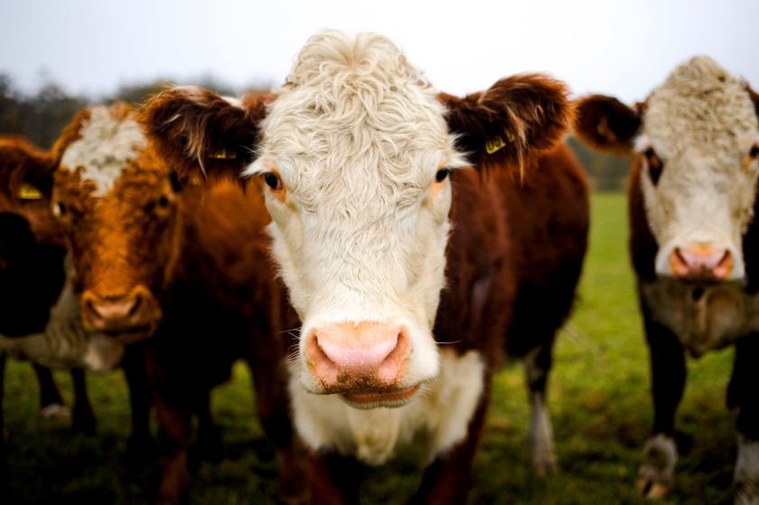 Cattle farmers are facing demands to repay bTB compensation after an audit identified payment errors
