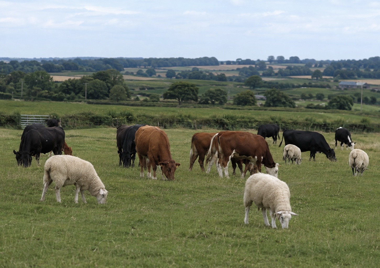 Livestock keepers are being advised to check replacement animals, consider vaccination and report suspected cases promptly