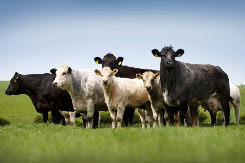 Higher cattle and sheep prices helped increase the sector’s economic contribution by 18.5% (Photo: QMS)