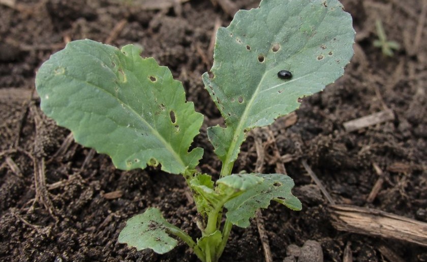 Cabbage stem flea beetle remains one of the biggest threats to oilseed rape during crop establishment