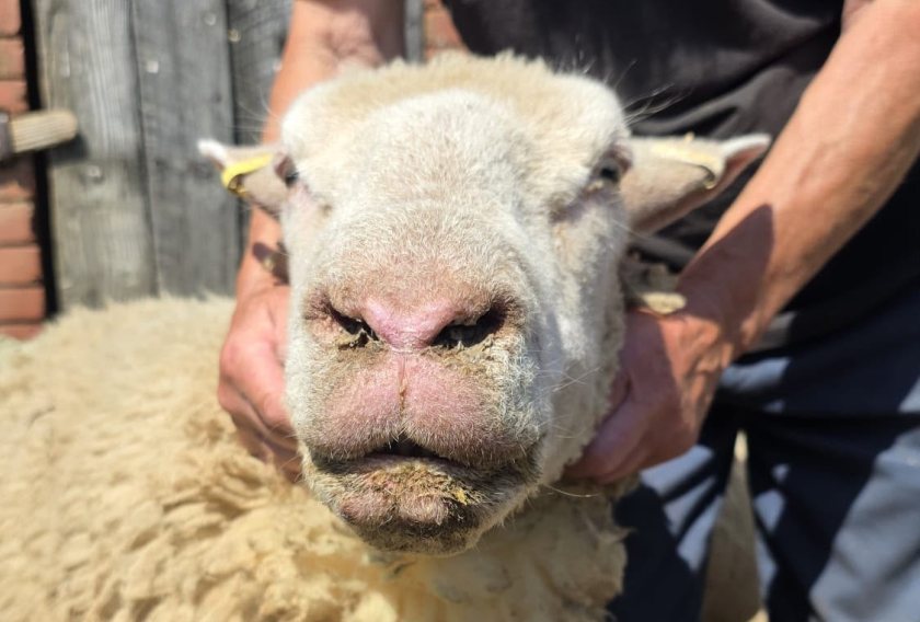 The South West has emerged as a major bluetongue hotspot (Photo: Torch Vets)