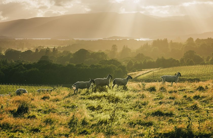 Sheep farmers are being encouraged to share photographs, experiences and stories throughout Love Lamb Week