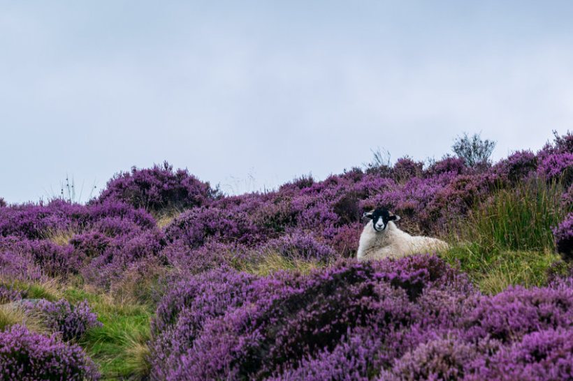 Upland livestock grazing should form part of a wider strategy to manage vegetation and reduce wildfire risk, farmers say