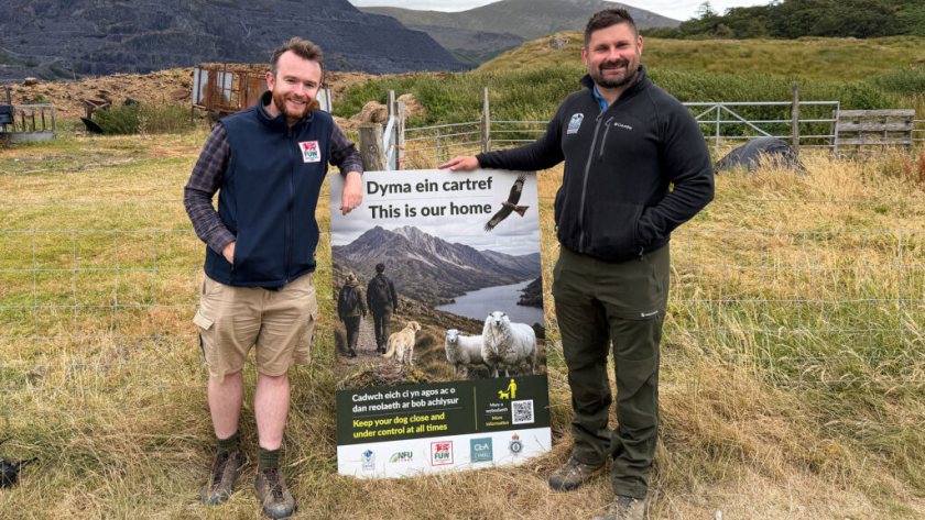 The campaign warns that uncontrolled dogs can cause serious injury or death to farm animals (Photo: FUW)