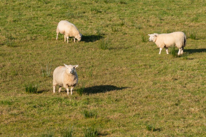 The NFU says hot, dry weather is helping create favourable conditions for the biting midges that spread bluetongue