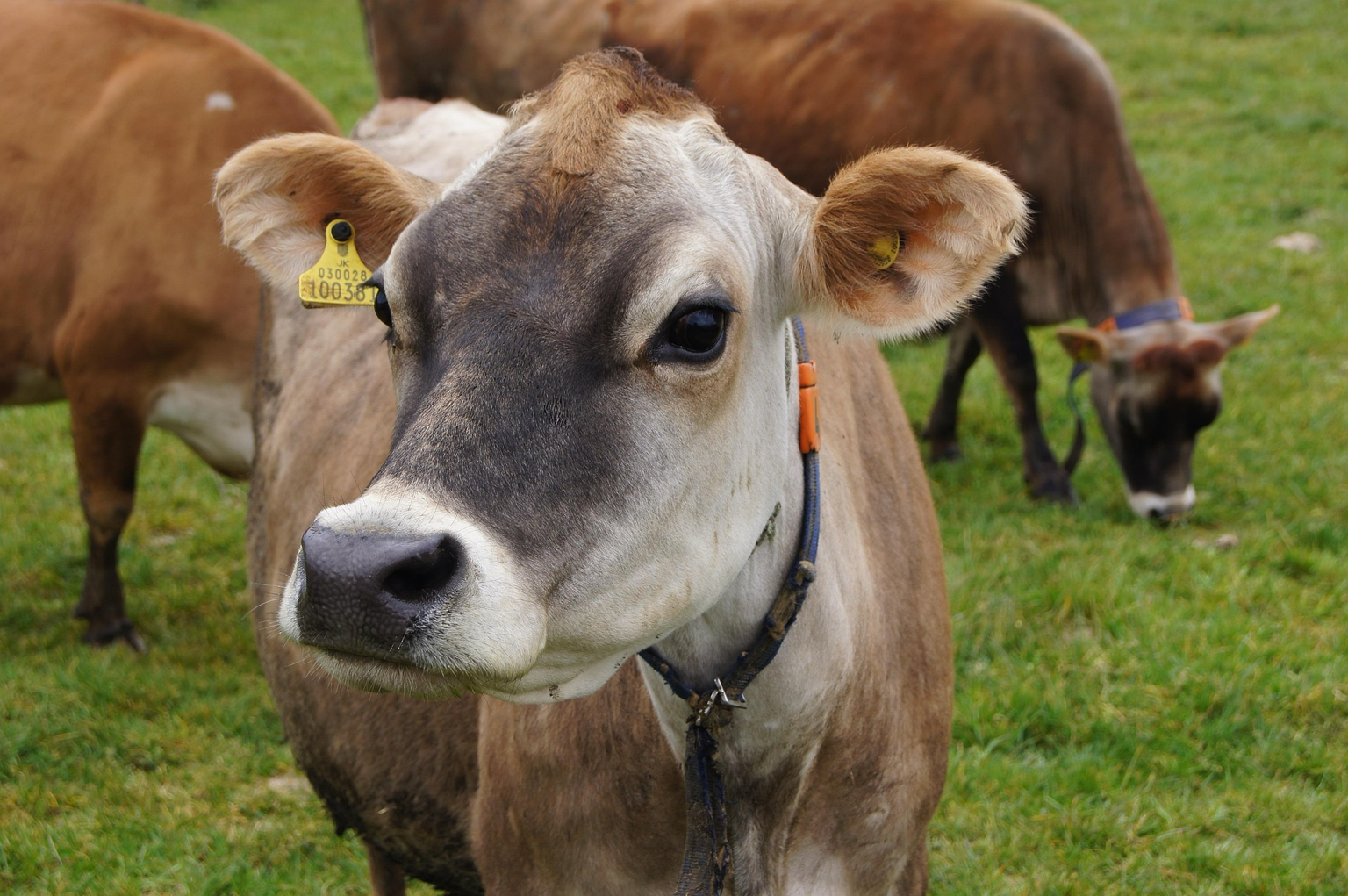 Scientists warn cattle diversity is being bred out