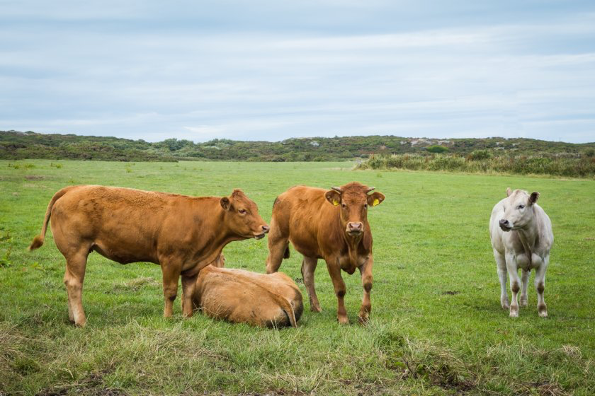 NFU Cymru urges SFS changes after low Anglesey uptake