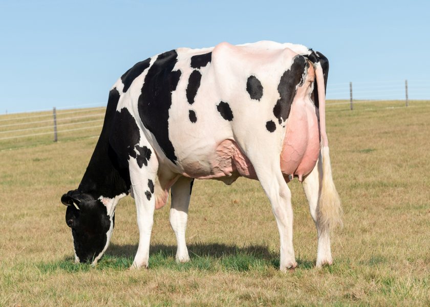 The grandam of Genosource Jumpstart, the new number one young Holstein sire ranked on £PLI