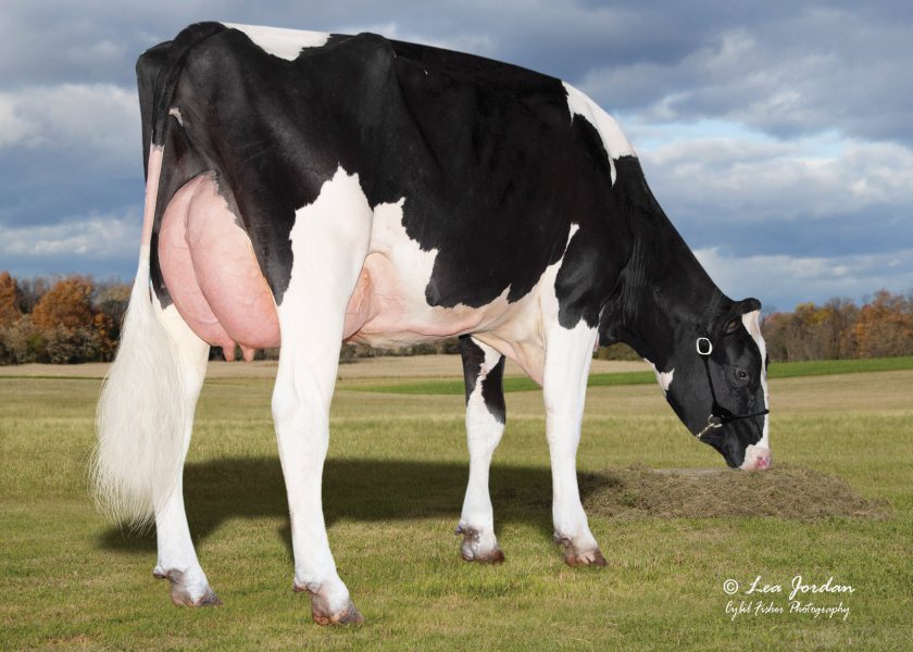 A daughter of OCD Trooper Sheepster, the number one daughter-proven Holstein, ranked on £PLI