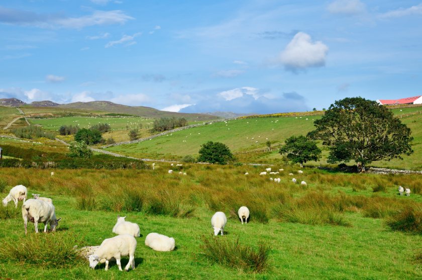The Scottish Government is not introducing a disease control zone at this stage