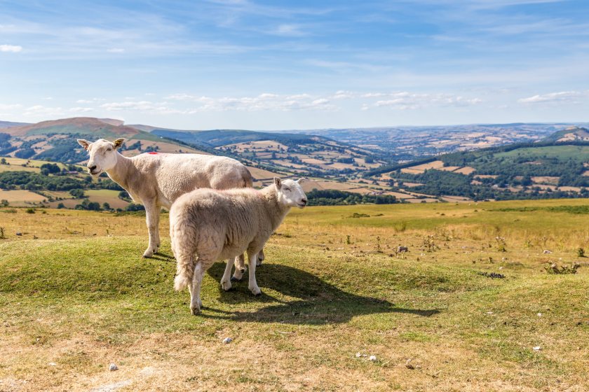 Sheep grazing in dry conditions as livestock farmers face growing pressure from drought and bluetongue