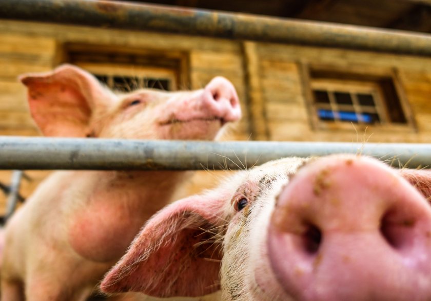 Proposed reforms in Denmark could raise pig production costs and potentially affect pork supplies across Europe