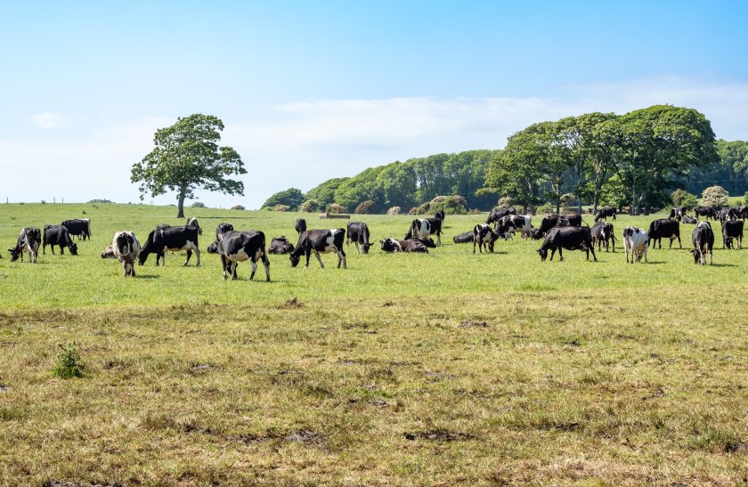 The acquisition would strengthen Lactalis’ position in the UK cheddar, butter and spreads market