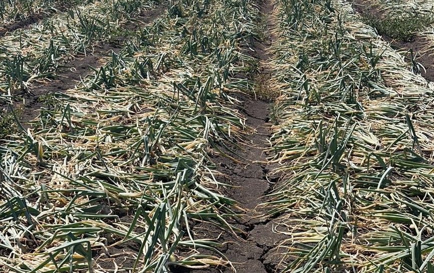 Around 90% of the UK onion crop is grown in East Anglia, one of the areas hardest hit by dry weather