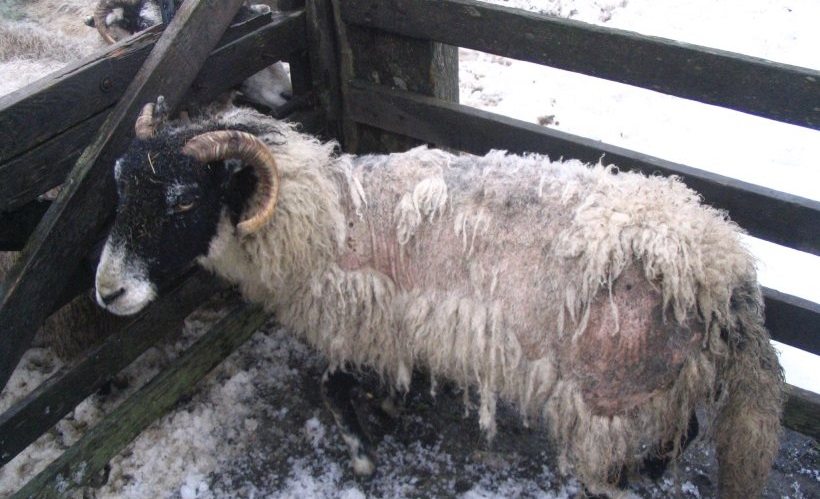 Sheep scab can spread through direct contact, shared handling facilities and contaminated equipment (Photo: NADIS)