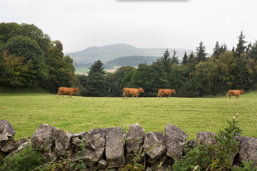 Farmers are being encouraged to review vaccination programmes with their vet