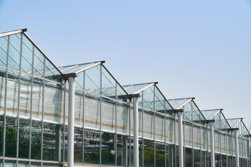 The Food Foundation is calling for greater investment in UK horticulture to strengthen food security