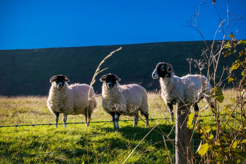 Industry bodies are working together to support farmers during the continuing bluetongue outbreak