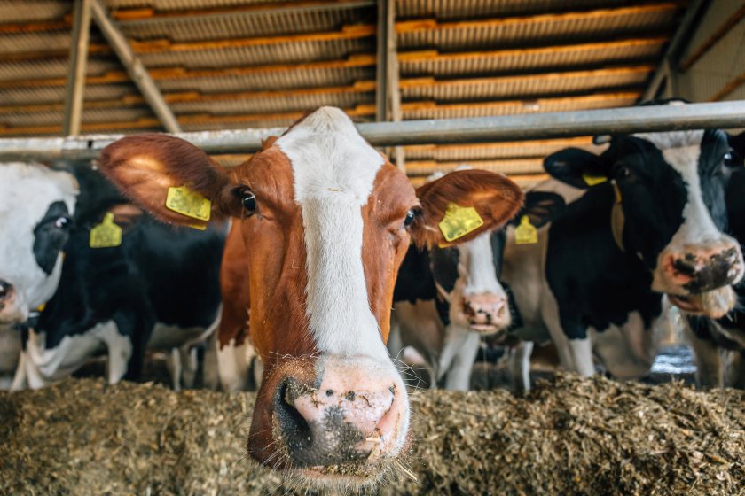Officials are continuing to investigate the origin of the disease while the affected farm works with authorities