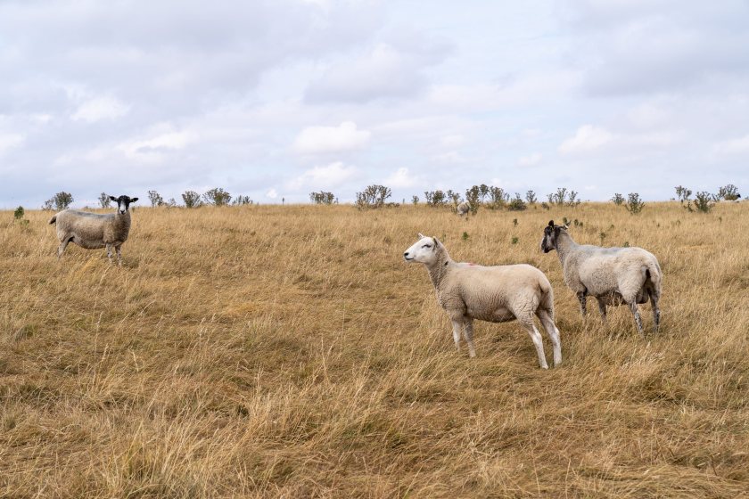 Farmers in England and Wales can apply for support towards essential livestock feed costs