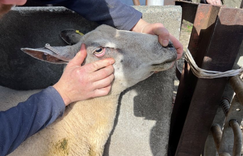 Farmers are being encouraged to work with vets and advisers on flock-specific worm monitoring and treatment plans