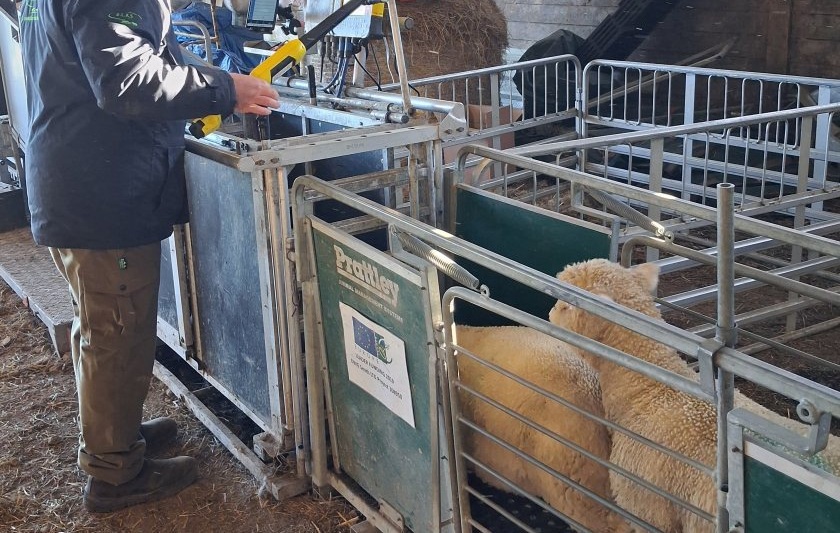 New app could help farmers worm fewer lambs