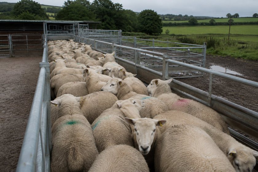 Sheep farmers urged to help avert 2027 bluetongue vaccine shortage