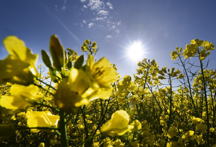 Frontier launches 50% OSR risk-share scheme for 2027