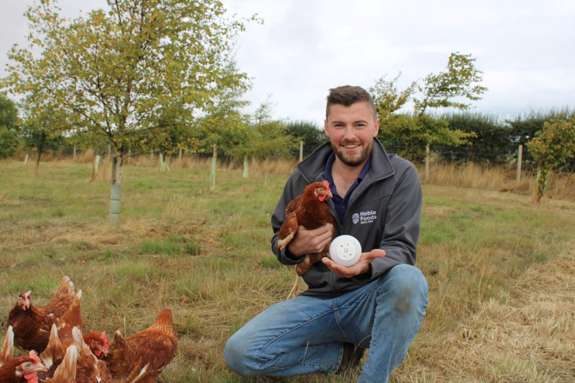 AI trial listens for early welfare warnings in laying hens