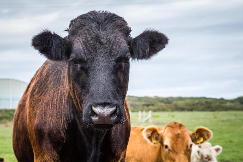Welsh farmers demand overhaul of bovine TB controls