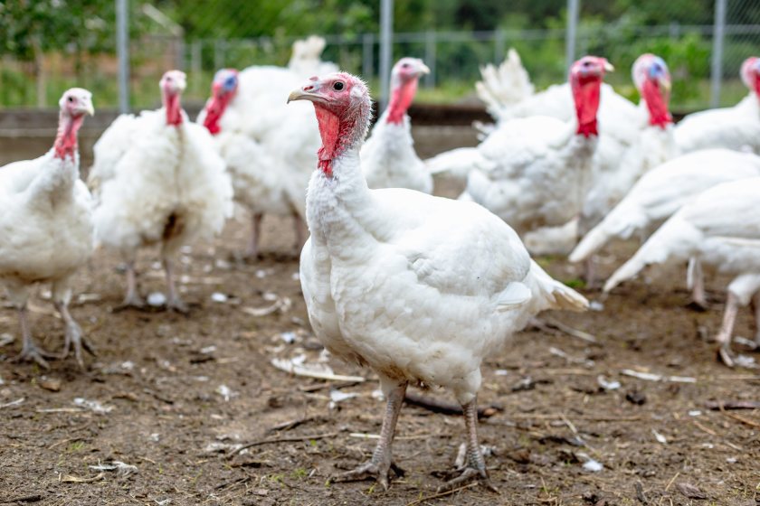 Bernard Matthews, which produces a range of turkey products, is to close its Derby processing facility in December