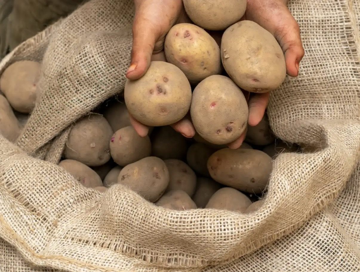 Researchers are developing a new treatment for blackleg and soft rot, diseases estimated to cost the UK potato industry £50m a year