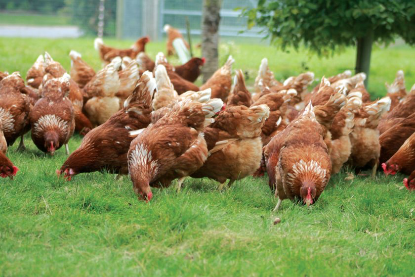 More than 80 people have taken part in the Poultry Industry Programme since it was launched in 2012