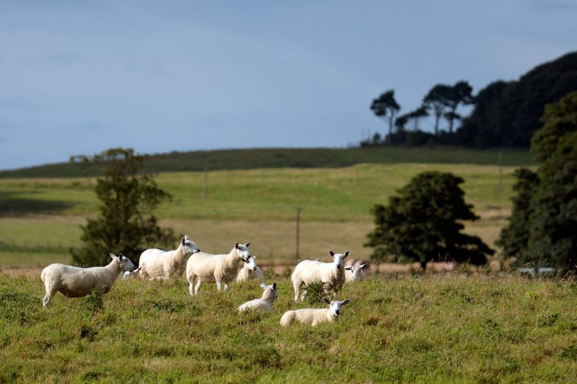 A new survey aims to build a clearer picture of how bluetongue is affecting herds, flocks and farm businesses