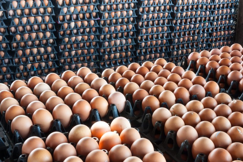 British egg producers are calling for tighter import controls and stronger salmonella testing