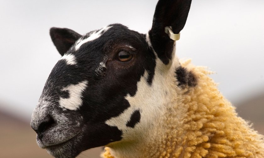 Drought, poor forage and bluetongue are adding to fertility risks ahead of the breeding season