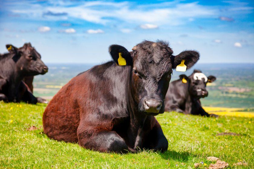 Cattle keepers will soon be able to choose electronic ear tags alongside conventional identification methods