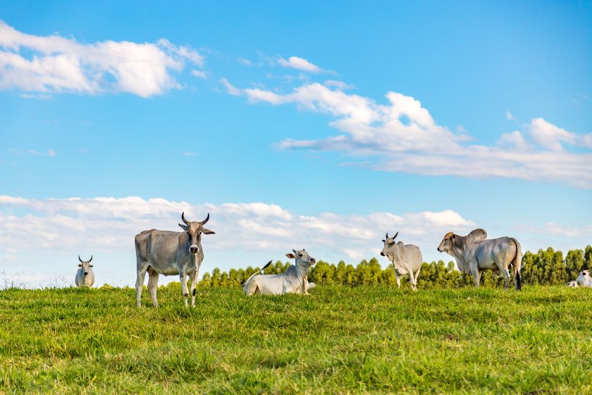 MPs have warned that cheaper Brazilian beef could be diverted into the UK market if EU restrictions tighten