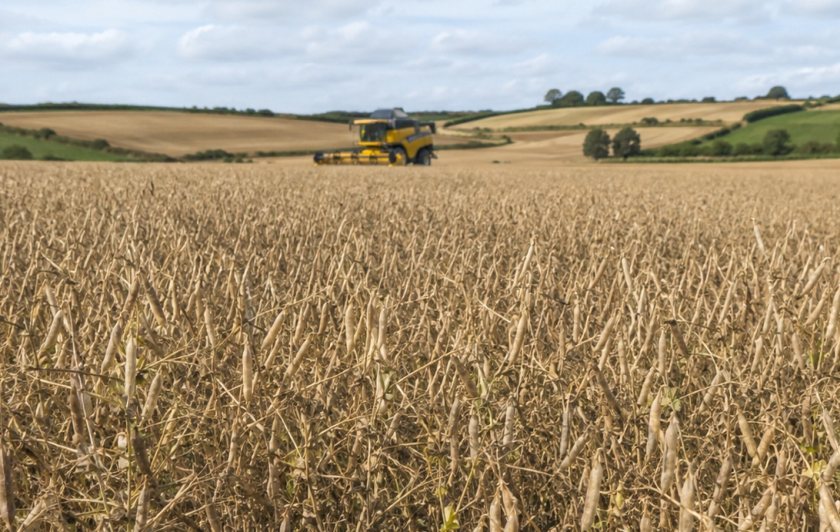 NI growers face 2027 uncertainty over Protein Aid Scheme