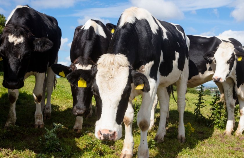 AI welfare cameras rolled out across 46 M&S dairy farms