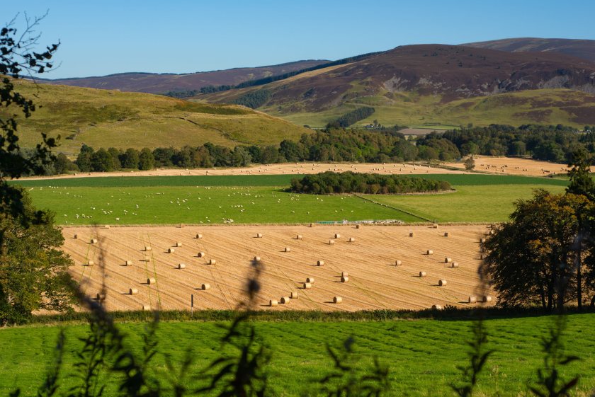 Almost 1,300 Scottish BPS claims delayed by farm grant checks