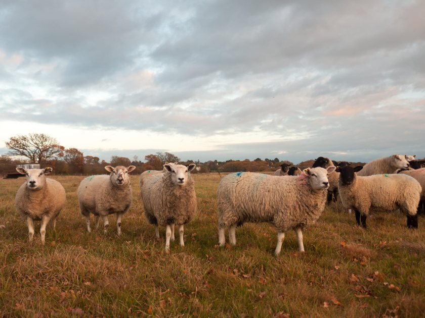 Bluetongue tops 900 UK premises as farmers urged to stay alert