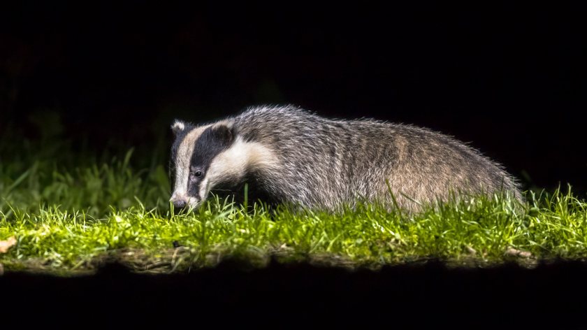 Farmers get extra time to respond on Northern Ireland bTB plans