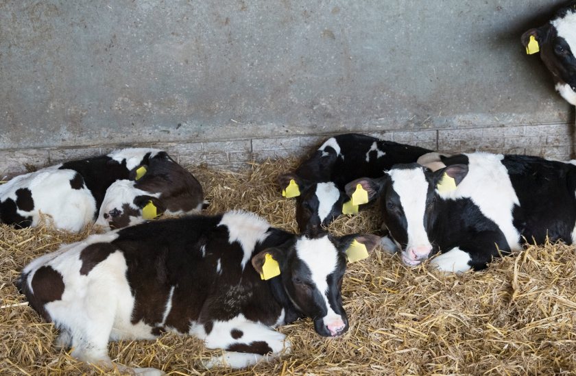 Nearly seven in 10 calves show bovine coronavirus exposure