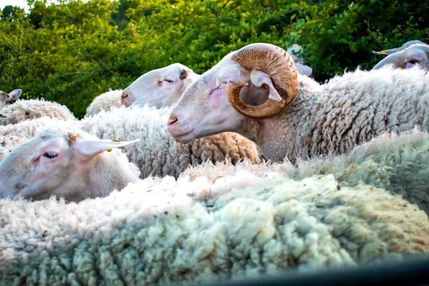 Ram fertility warning issued as bluetongue cases climb