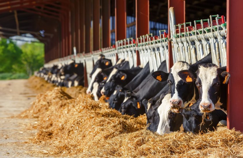 Kingshay reports record dairy production and stronger margins despite rising farm costs